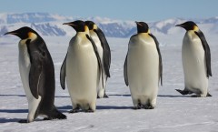 La marche de l'empereur (A Marcha dos Pinguins) - 2005